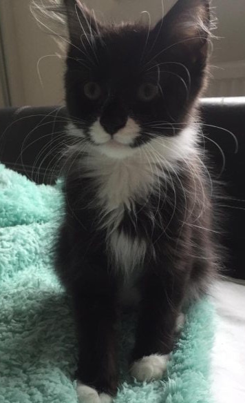 Bobs the curious kitten